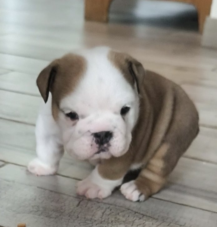 Des Bulls Du Cyan - Chiots disponibles - Bulldog Anglais
