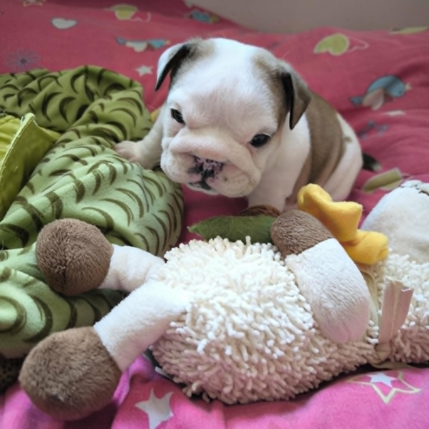 Des Bulls Du Cyan - Chiots disponibles - Bulldog Anglais