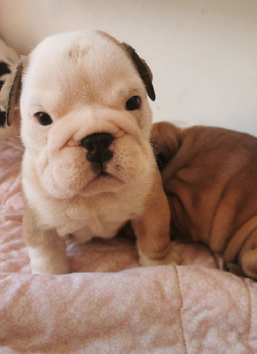 CHIOT MALE 2