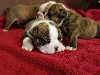 CHIOT