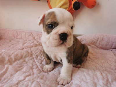 CHIOT MALE 3
