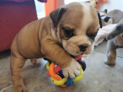 CHIOT MALE 4