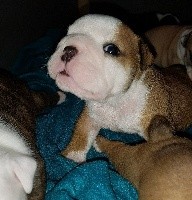 CHIOT