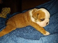 CHIOT