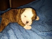 CHIOT