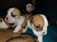 CHIOT