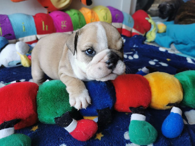 CHIOT FEMELLE 7