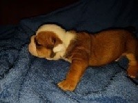 CHIOT