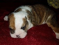 CHIOT