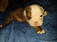 CHIOT