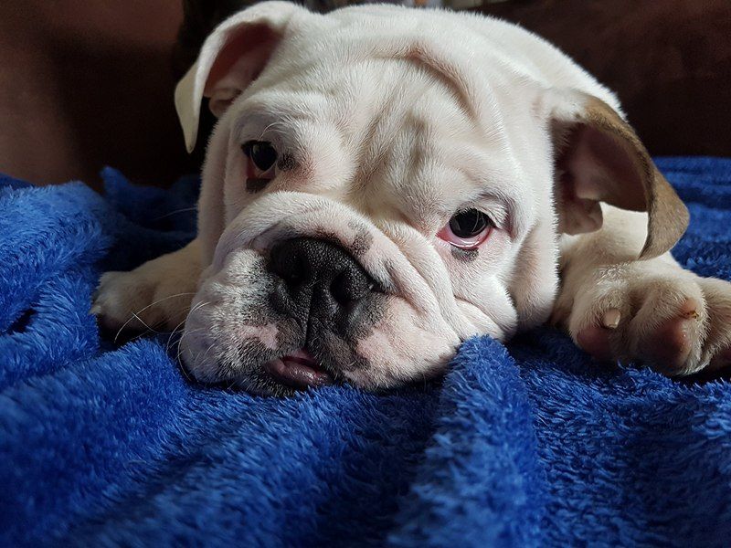 Des Bulls Du Cyan - Bulldog Anglais - Portée née le 23/09/2017